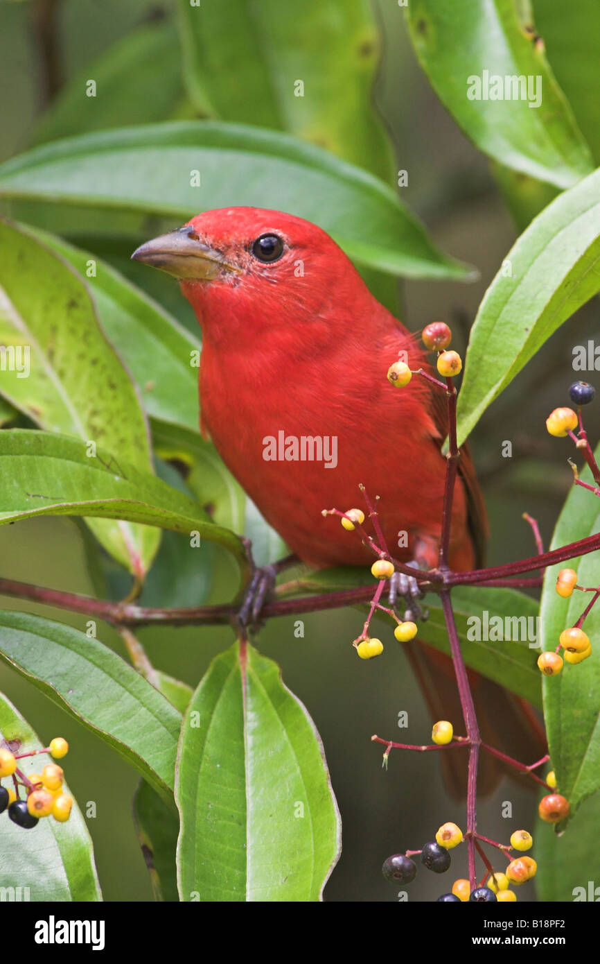 A Male Summer Tanager Piranga Rubra In Costa Rica Stock Photo Alamy