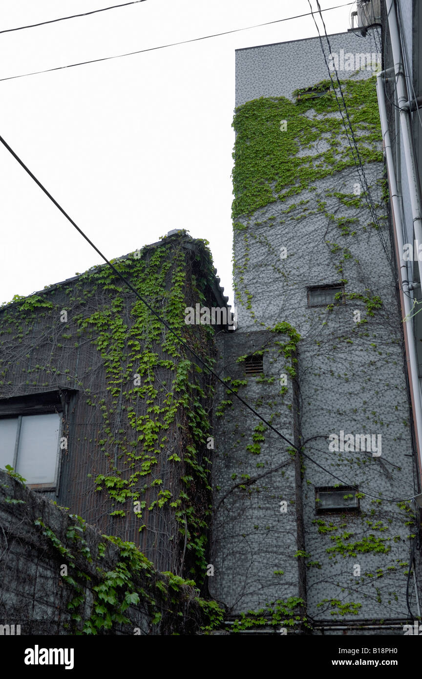 climbing plants Kyoto Japan Stock Photo Alamy