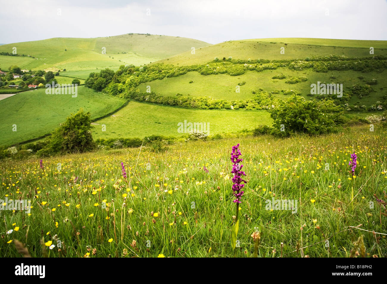 Chalk grassland of the Dorset downs suports a wide range of calcareous