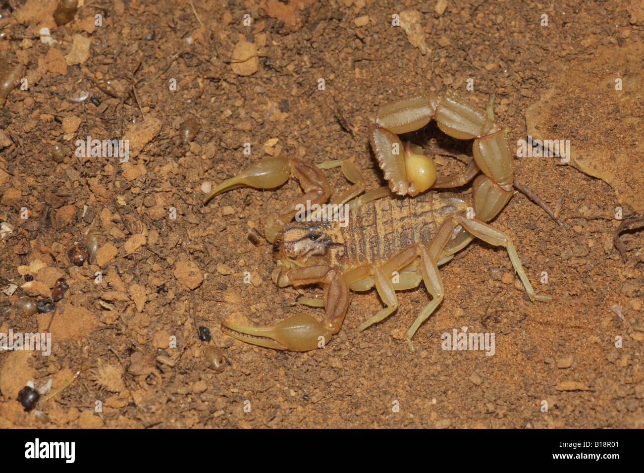 Scorpion - Buthus occitanus Stock Photo