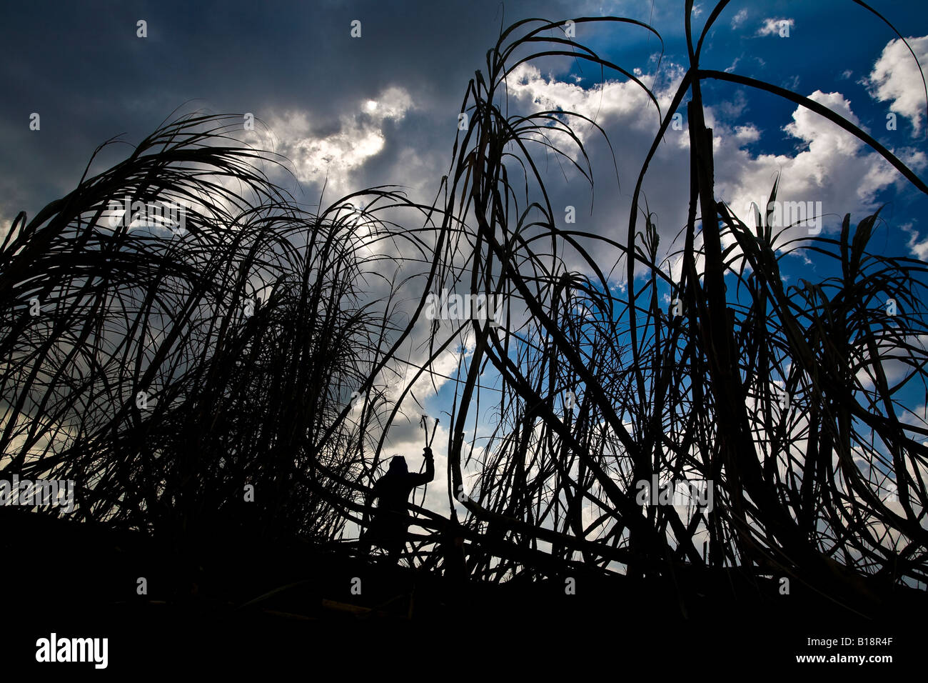 Sugarcane cutter Pederneiras city region Sao Paulo State Brazil May 2008 Stock Photo