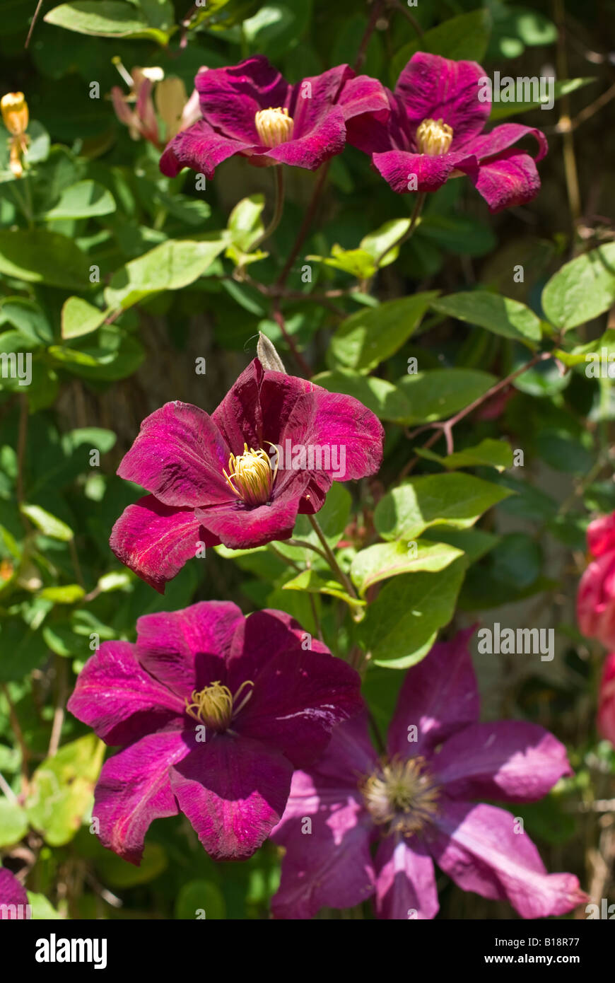 Flowers of clematis Voluceau in three stages young mature and old in June Stock Photo