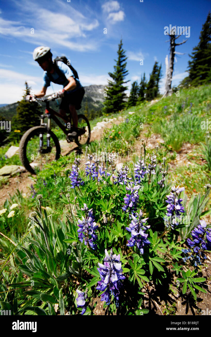 Man bikes the Seven Summits trail, Rossland, British Columbia, Canada