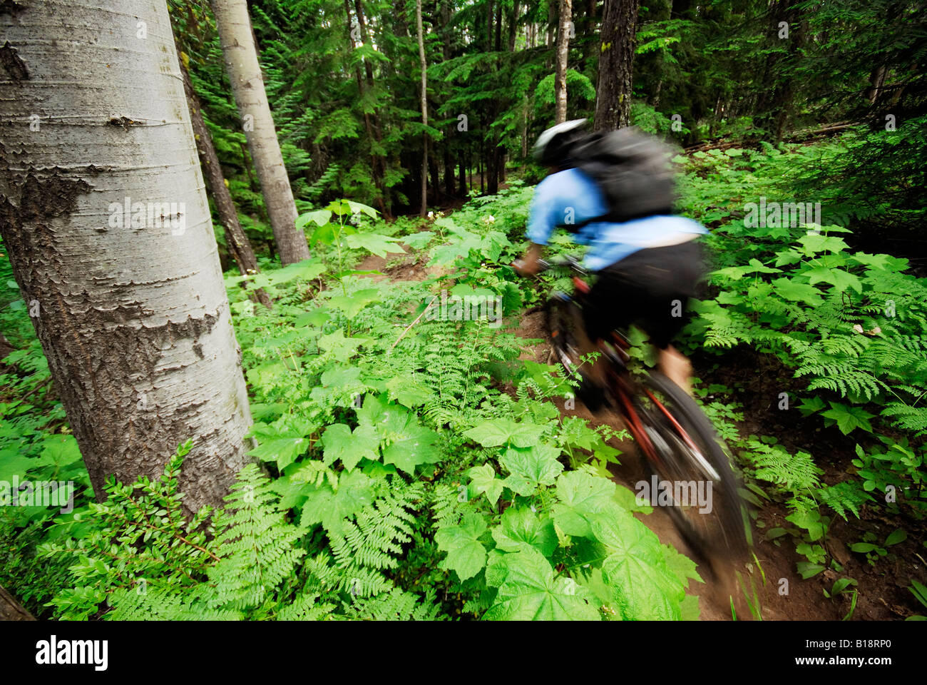 Man mountain biking on Oasis, Rossland, British Columbia, Canada Stock
