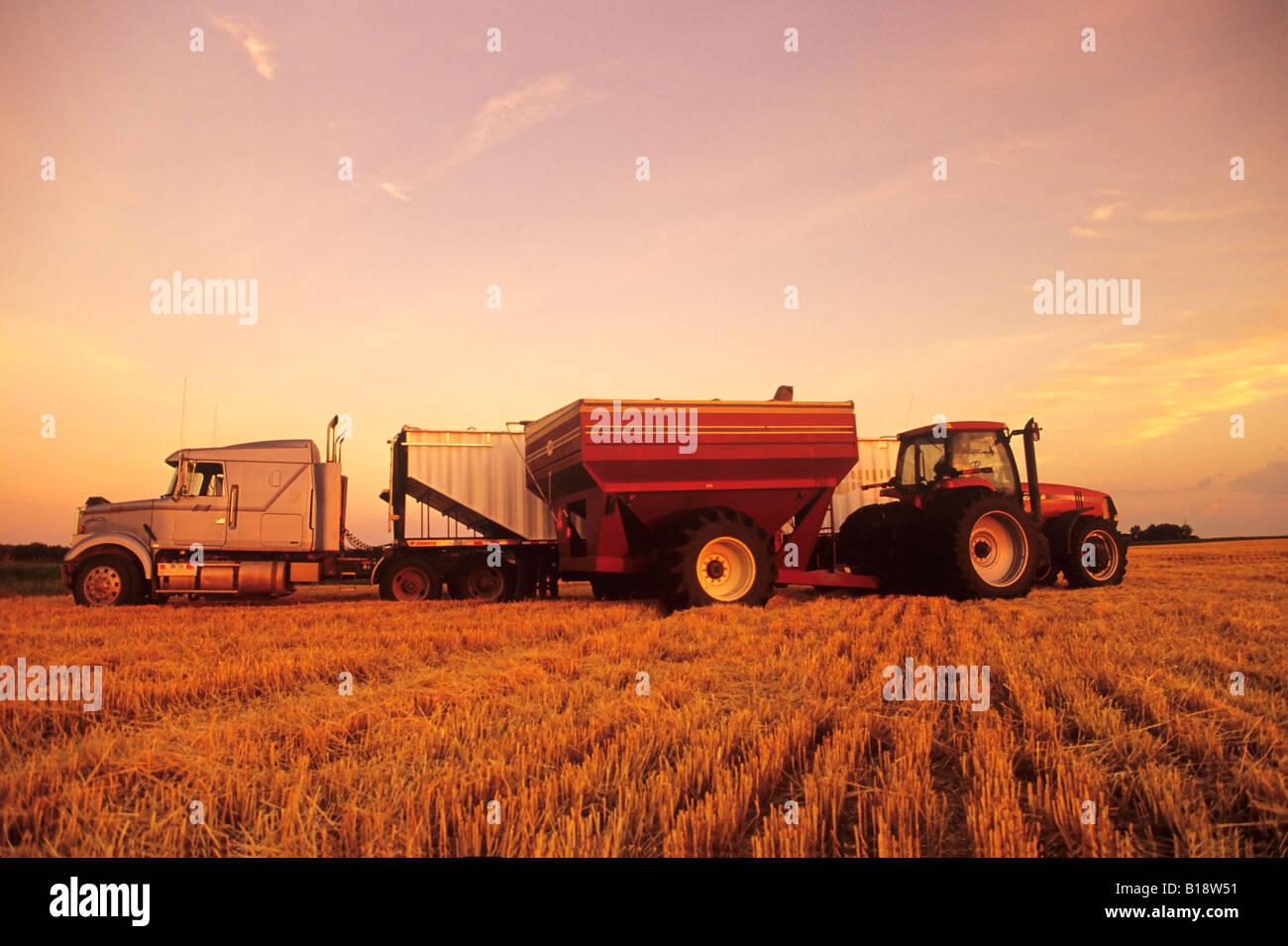 a grain wagon empties winter wheat into a farm truck, near Oakbank
