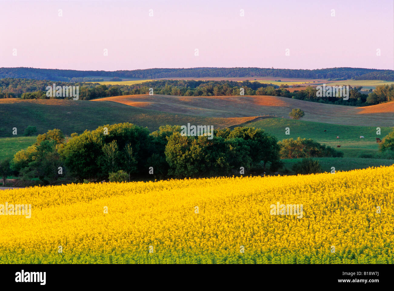 Farmland With Canola In Foreground Tiger Hills Manitoba Canada Stock