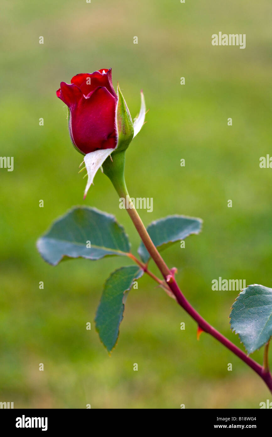 Single red rose on a green background Stock Photo - Alamy