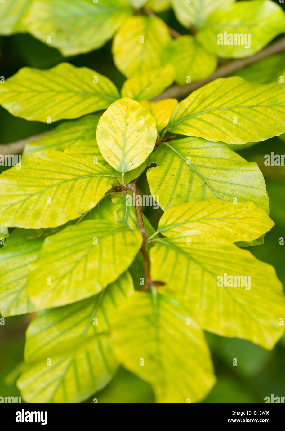 Iron and manganese deficiency of leaves Stock Photo