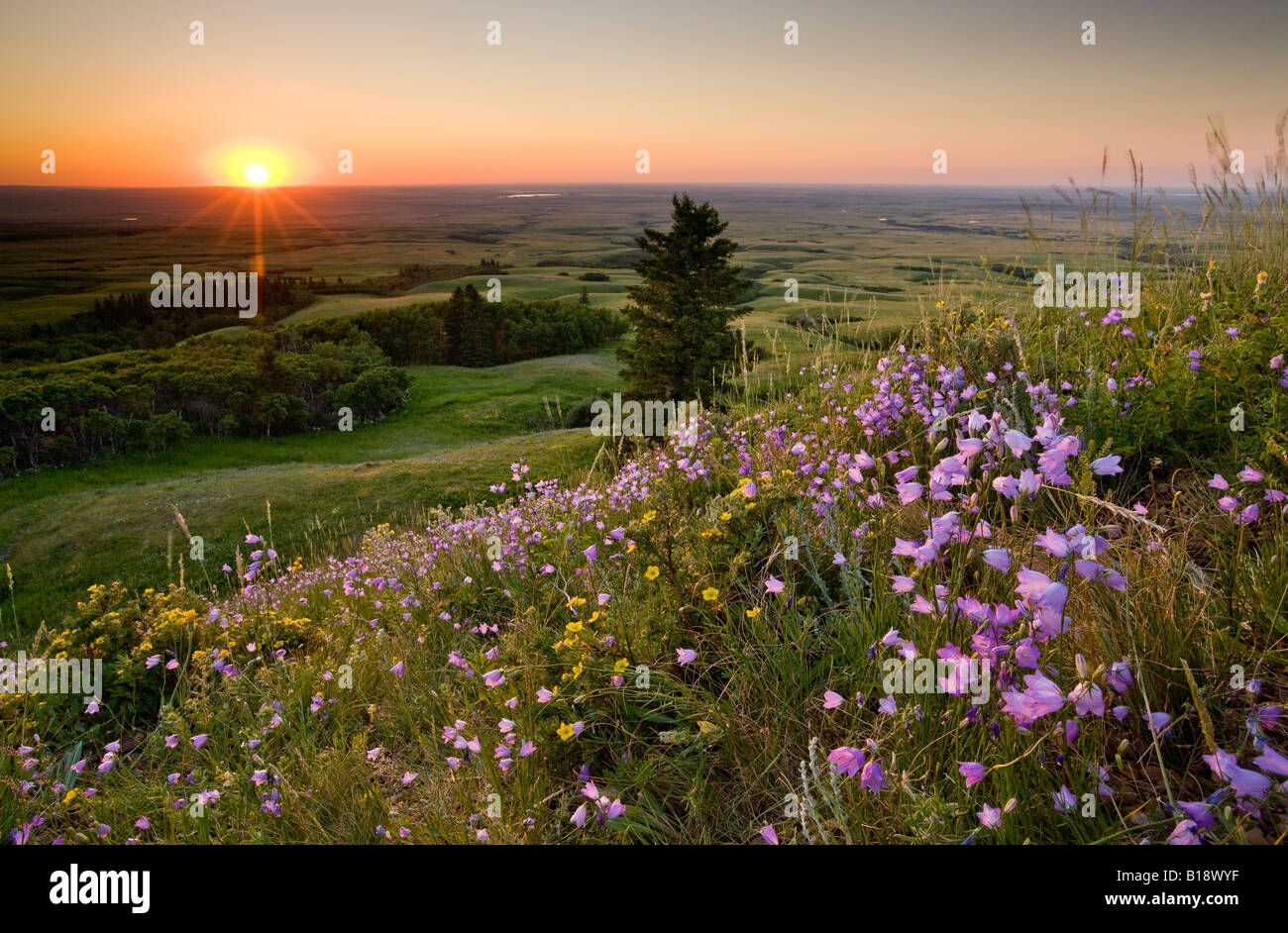 Wildflowers at sunset hi-res stock photography and images - Alamy