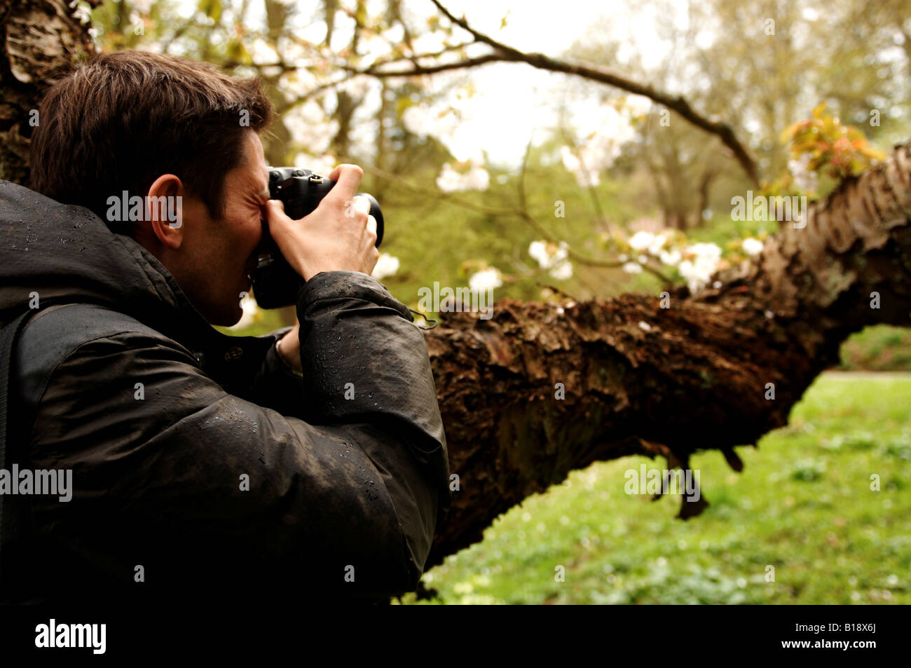 Photographer shooting a tree in an aboretum Stock Photo Alamy