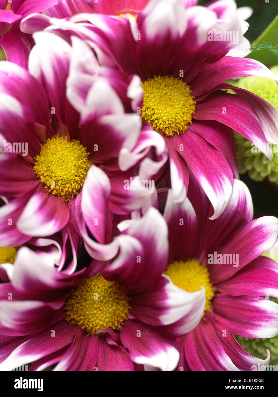 close up of  bunch of pink chrysanthemums Stock Photo
