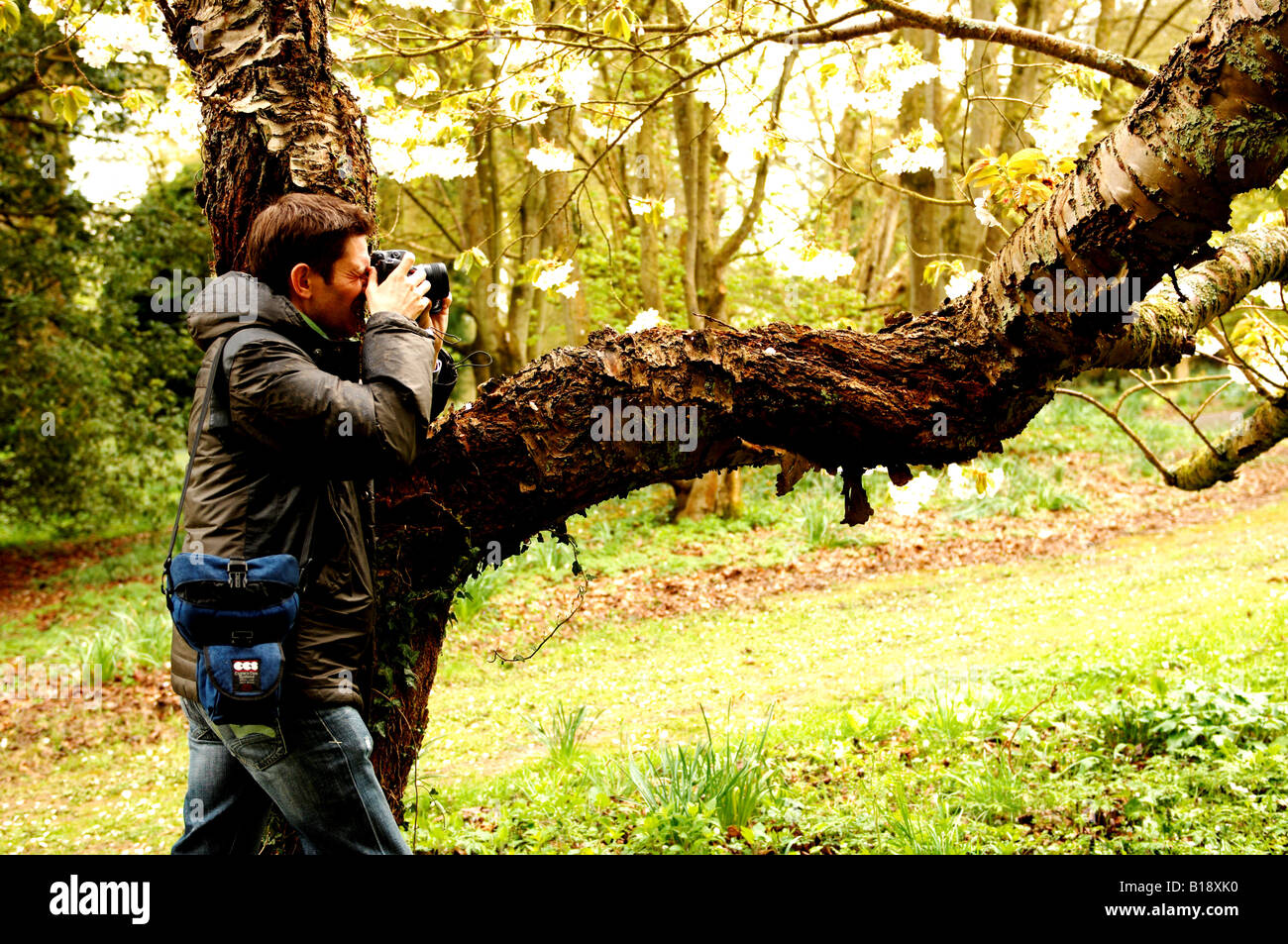Photographer shooting a tree in an aboretum Stock Photo Alamy