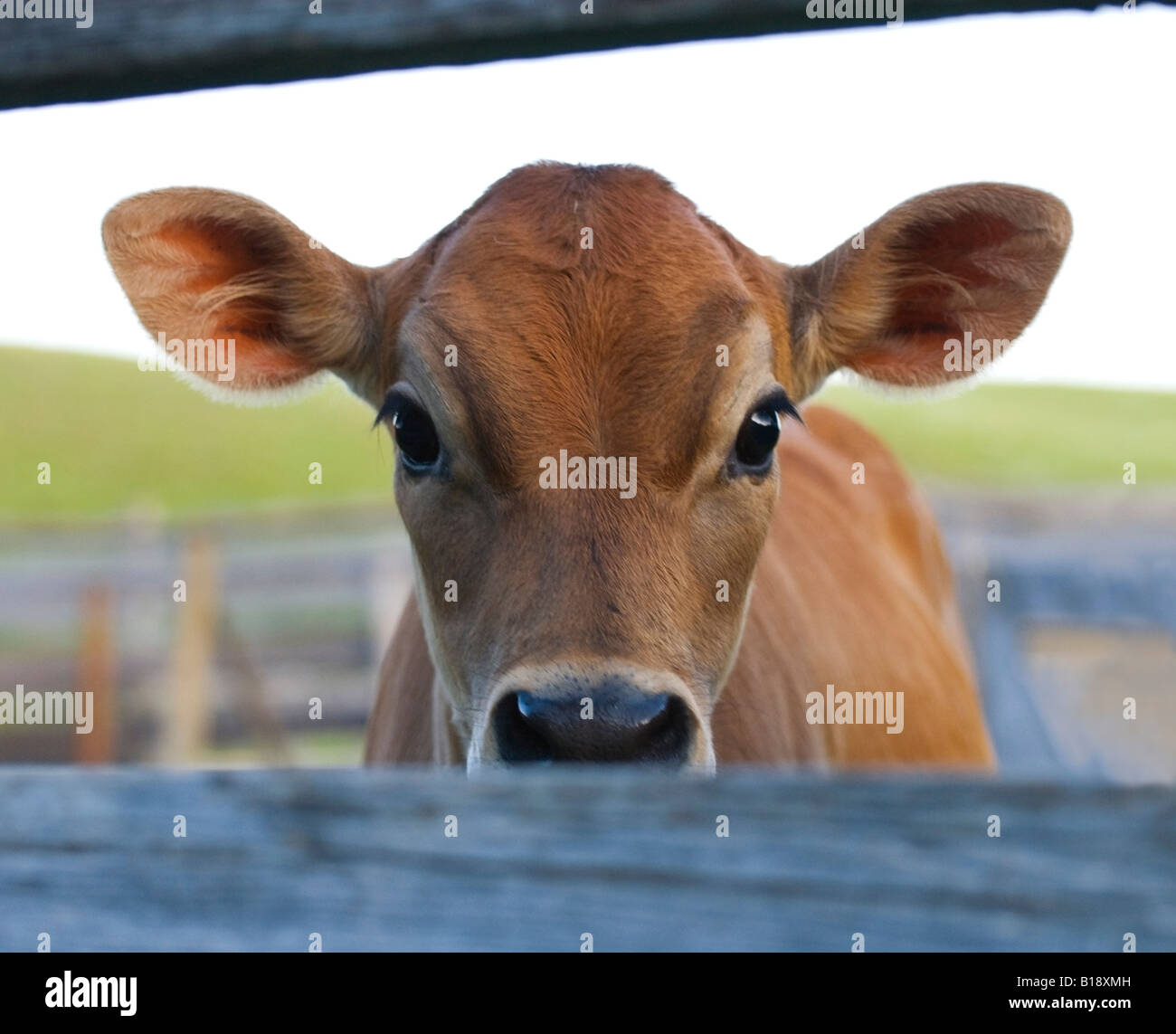 Curious calf, in barnyard of farm, Alberta, Canada Stock Photo Alamy