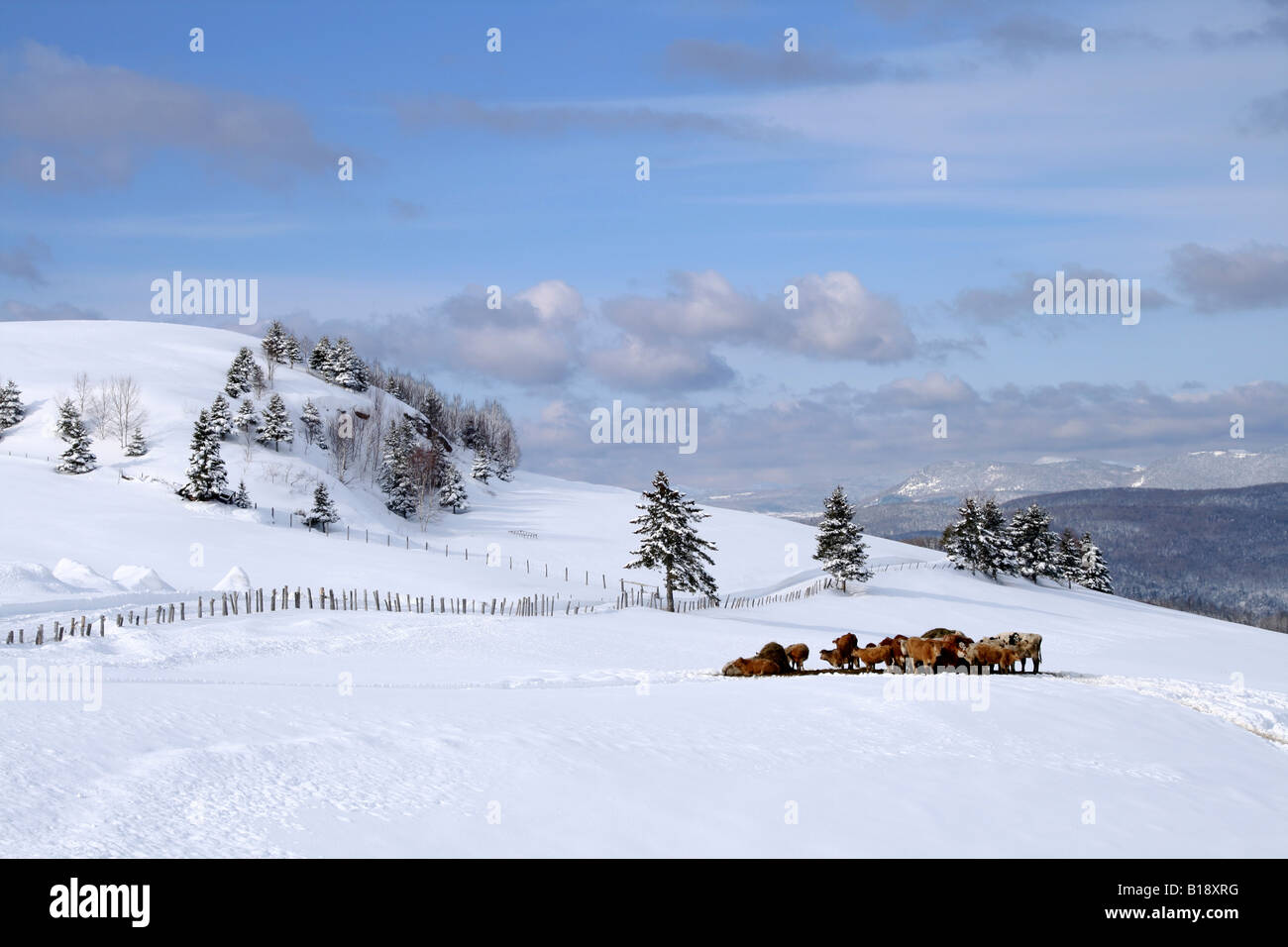 Cows eating after a heavy snowfall, Rang Sainte-Marie, Quebec, Canada. Stock Photo