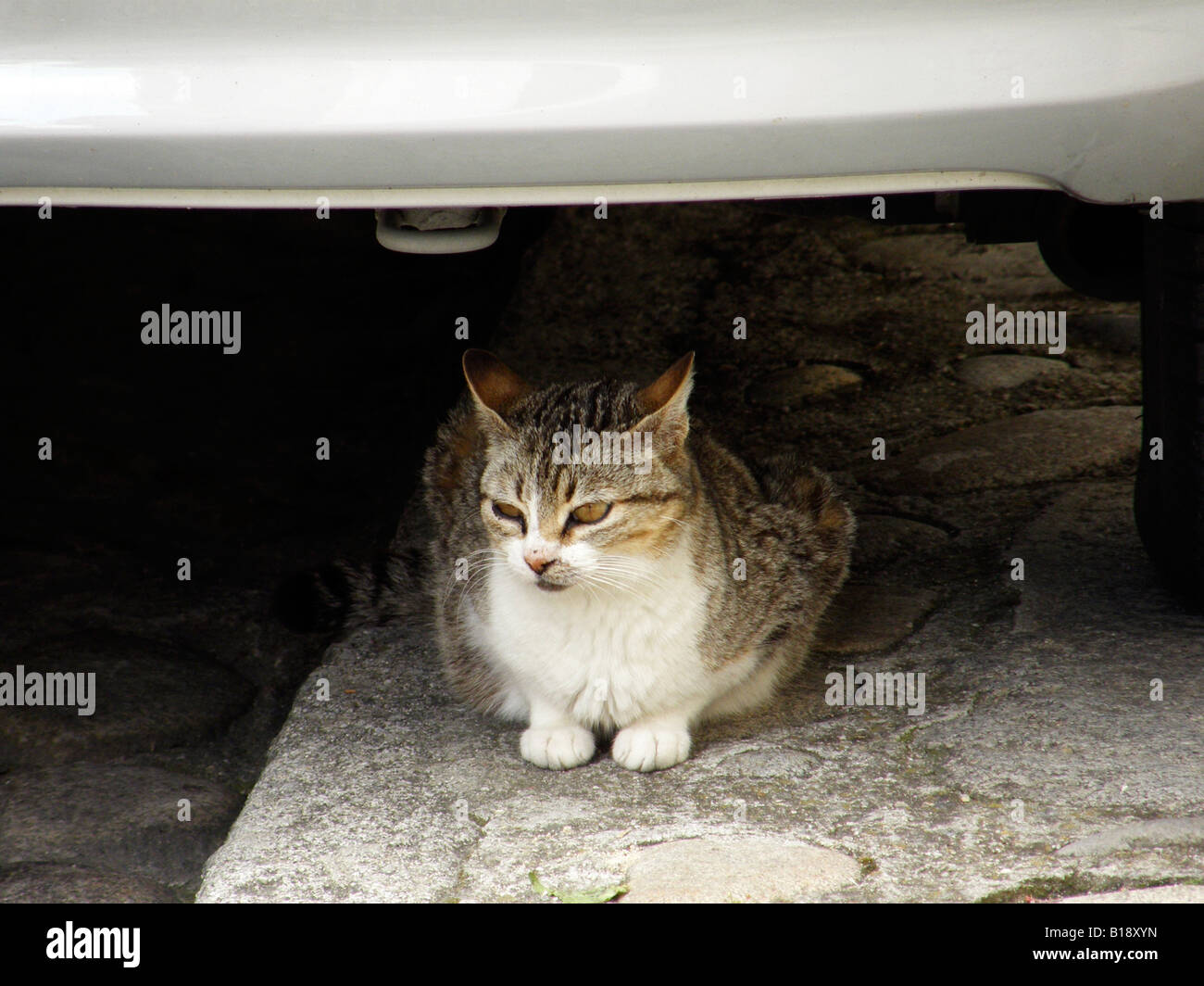 Cat under car Stock Photo Alamy