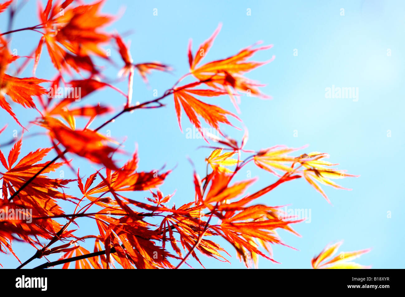 Acer palmatum against blue sky hi-res stock photography and images - Alamy