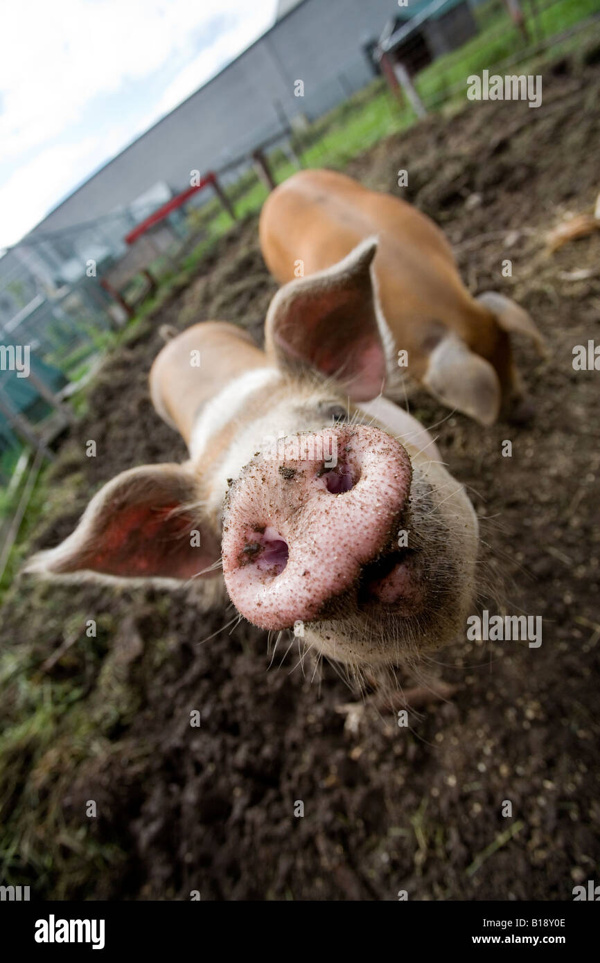 animals in a petting zoo pigs pig, Rougemont, Quebec, Canada. Stock Photo