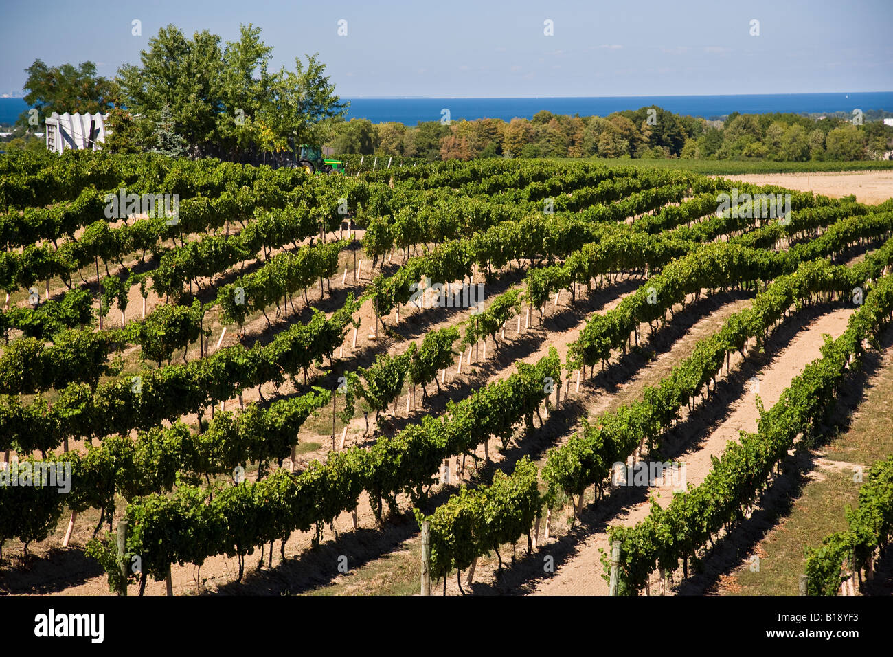 Vineyards at East Dell Estates Winery on Beamsville Bench, near Beamsville, Ontario, Canada Stock Photo