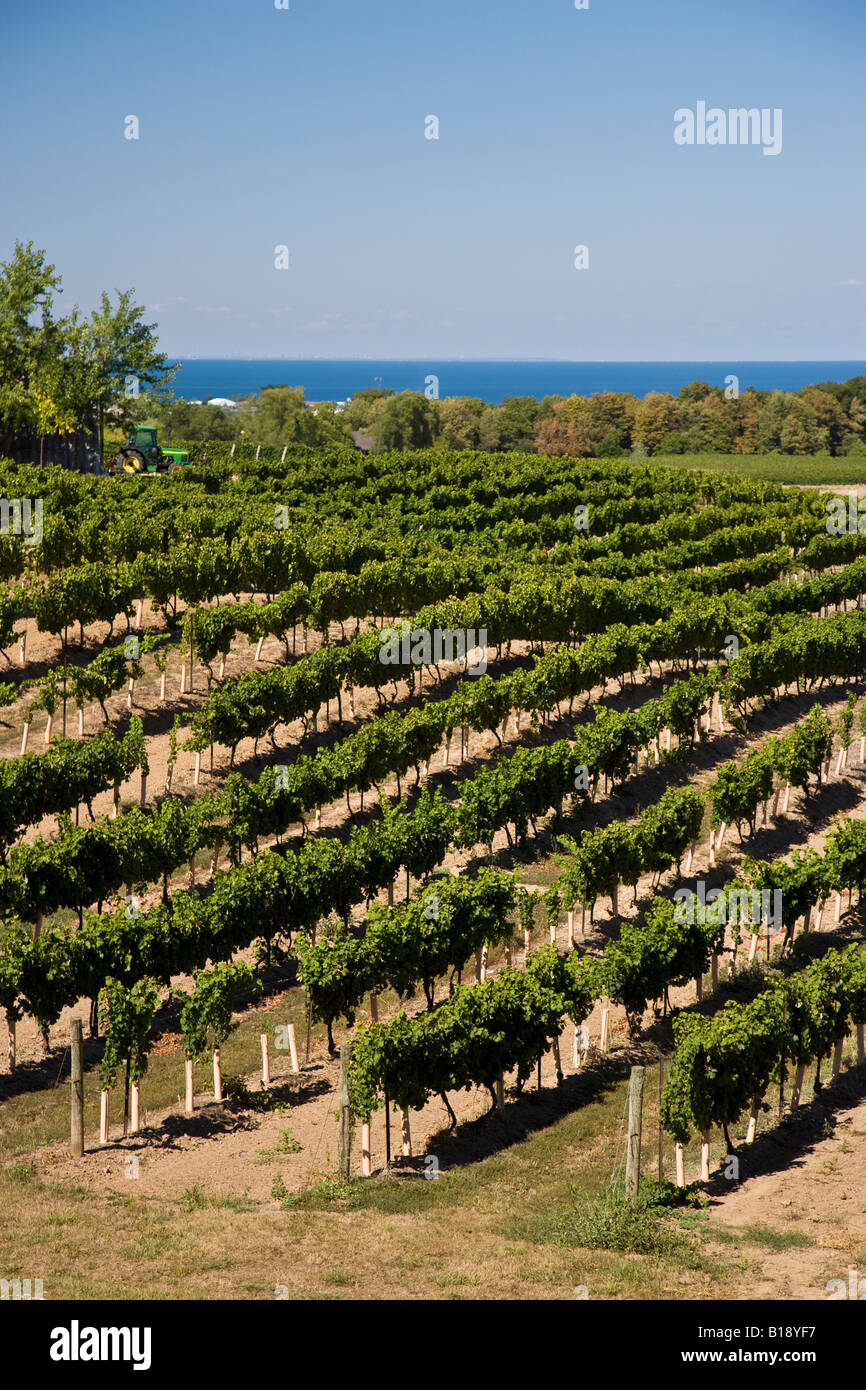 Vineyards at East Dell Estates Winery on Beamsville Bench, near Beamsville, Ontario, Canada Stock Photo