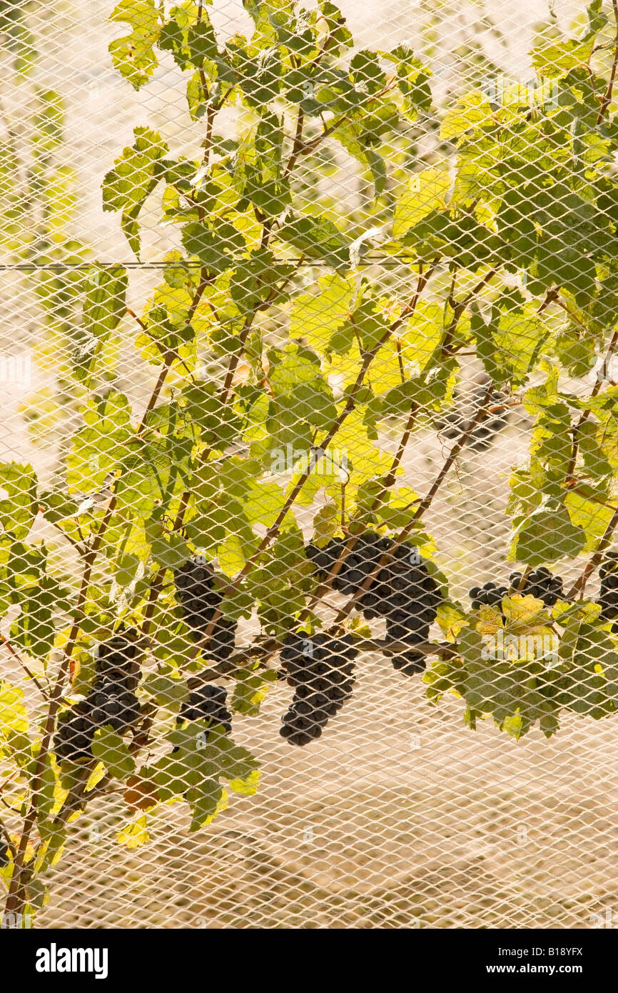 Netting used to protect grapes from birds at vineyard in Niagara