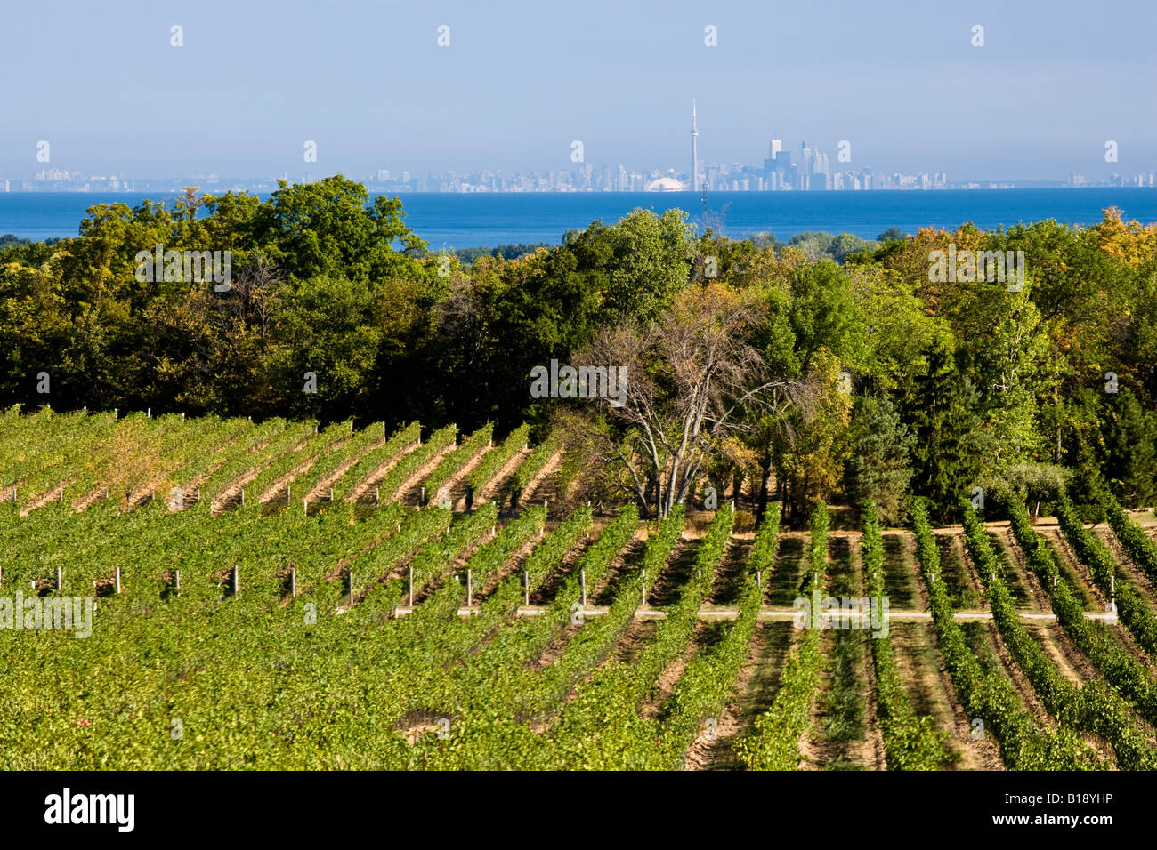 Vineyards at Flat Rock Cellars Winery, Jordan, Ontario, Canada Stock