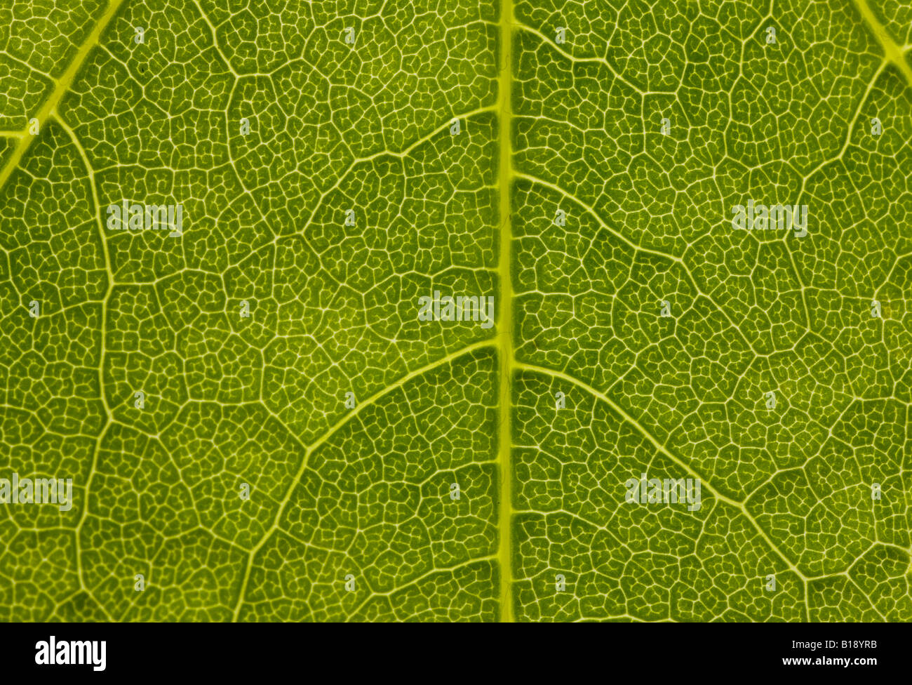 Green Leaf Veins, Macro Stock Photo