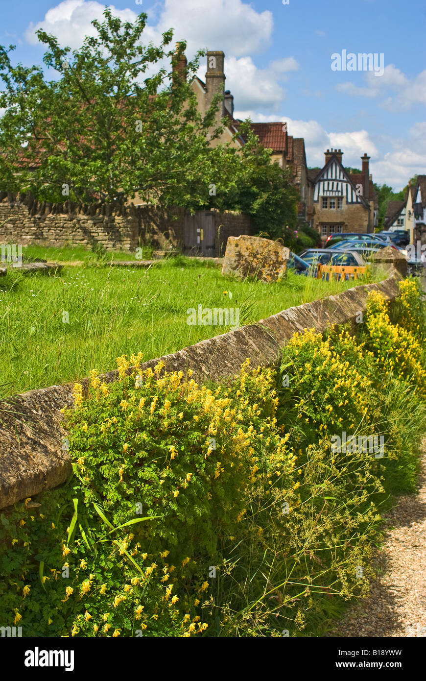 Yellow wildflower corydalis lutea colonizing a graveyard stone wall in Lacock Stock Photo