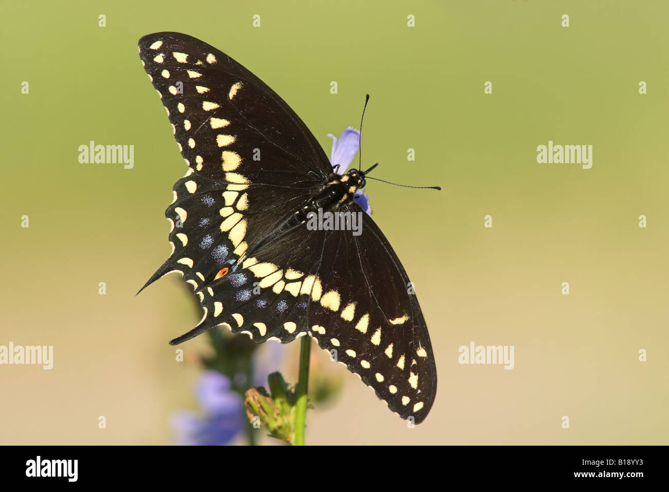 A Black Swallowtail butterfly (Papilio polyxenes) on a Chicory plant in Etobicoke, Ontario, Canada. Stock Photo
