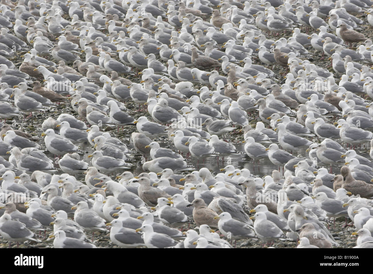 A large group of gulls during the herring spawn in Qualicum Beach