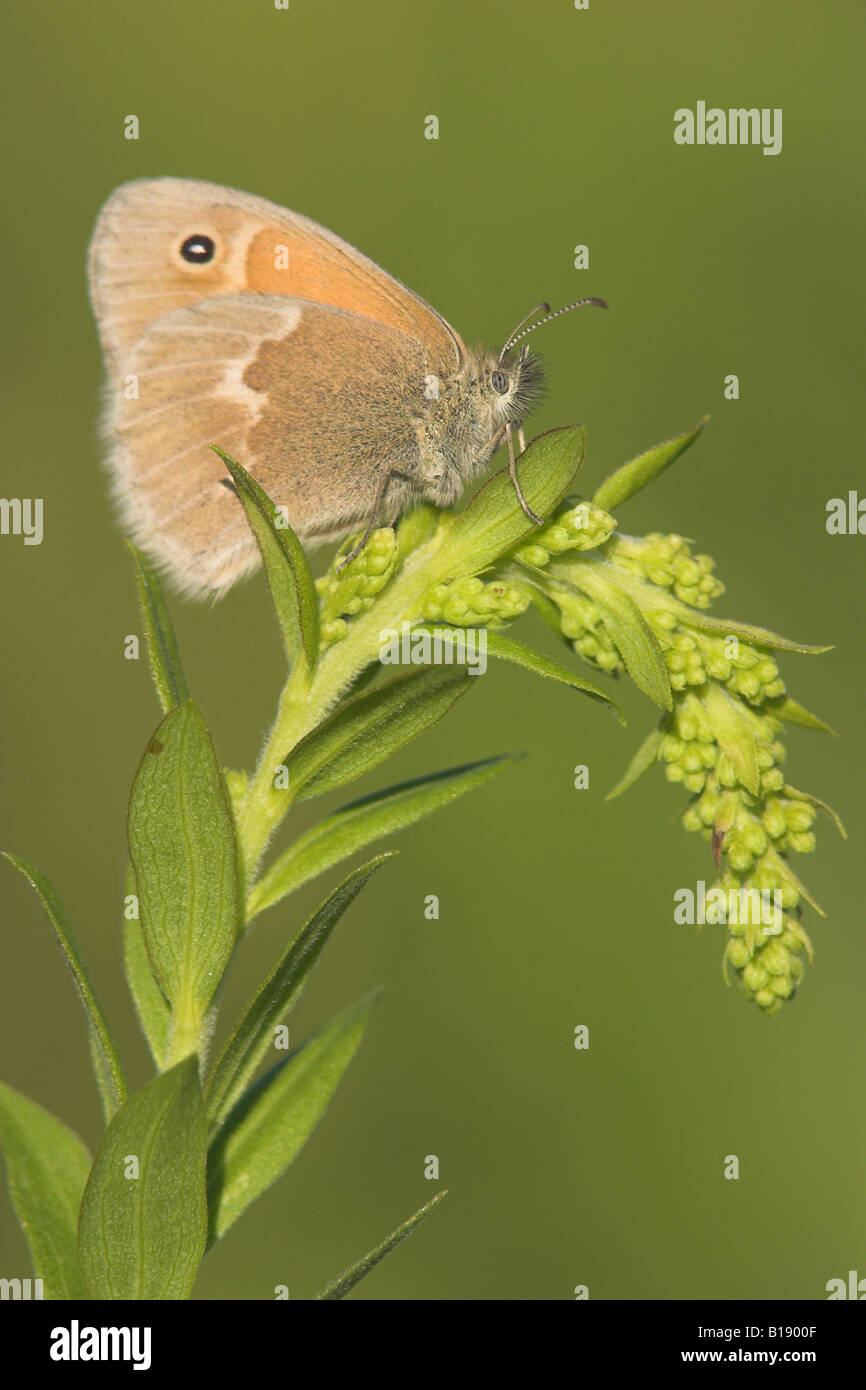 An inornate ringlet butterfly on a goldenrod plant in Etobicoke, Ontario, Canada. Stock Photo