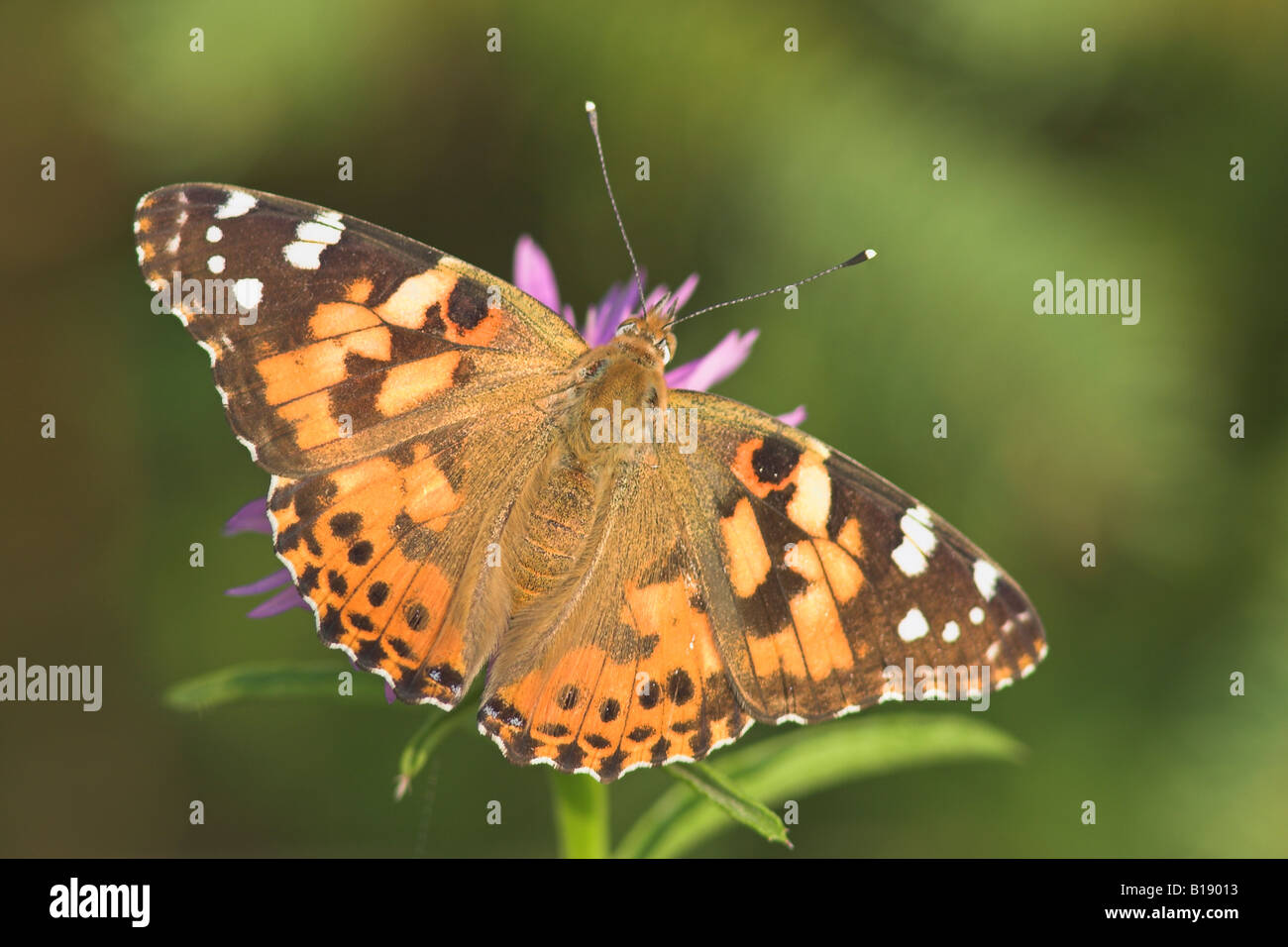 A Painted Lady butterfly (Vanessa cardui) in Etobicoke, Ontario, Canada. Stock Photo