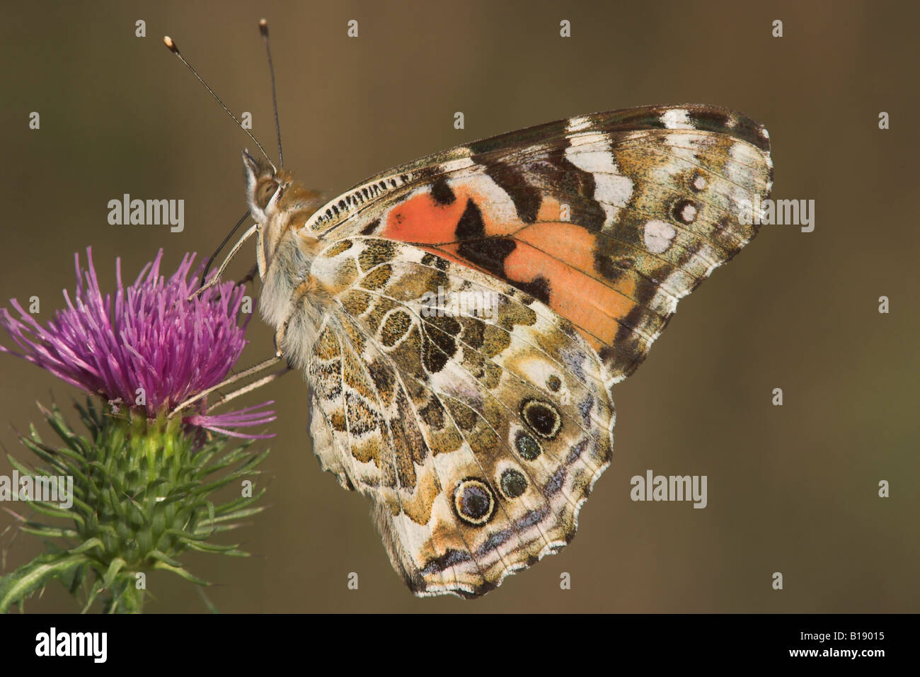 A Painted Lady butterfly (Vanessa cardui) in Etobicoke, Ontario, Canada. Stock Photo