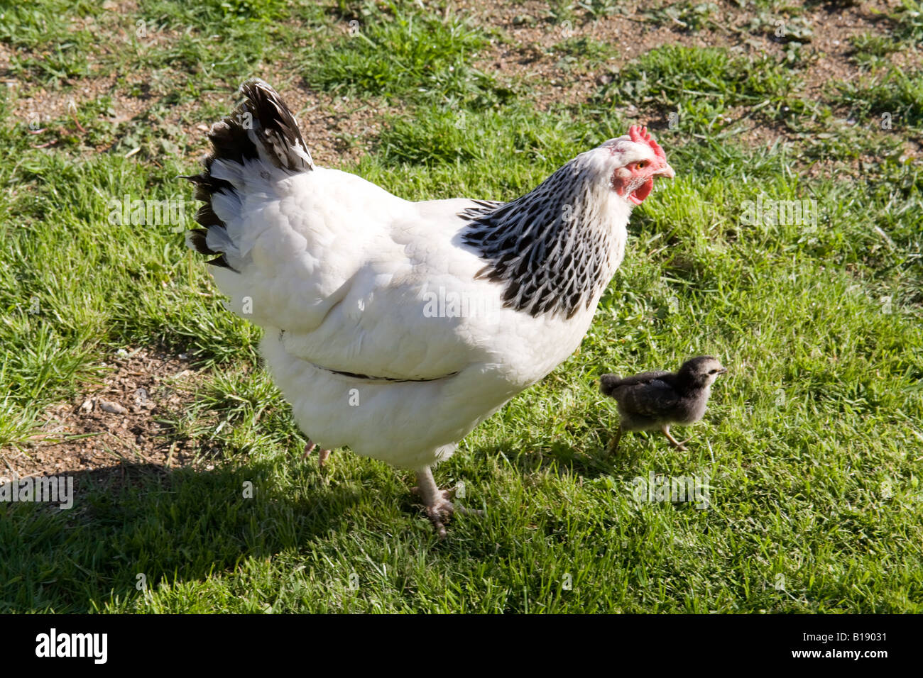 Baby chickens chick and mother hen, Hampshire England Stock Photo