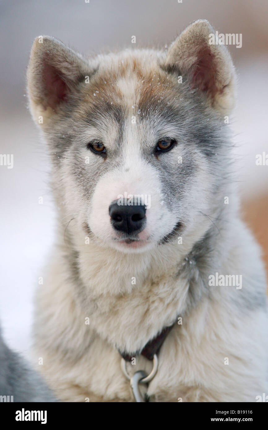Canadian Eskimo Dog puppies, Canis familiaris, in the town of Churchill