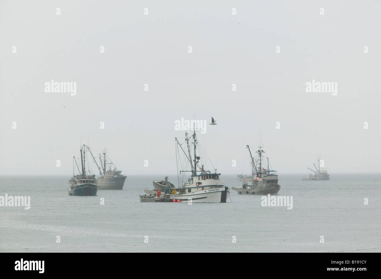 Herring fleet off of Phipp's Point, Hornby Island, British Columbia, Canada Stock Photo Alamy