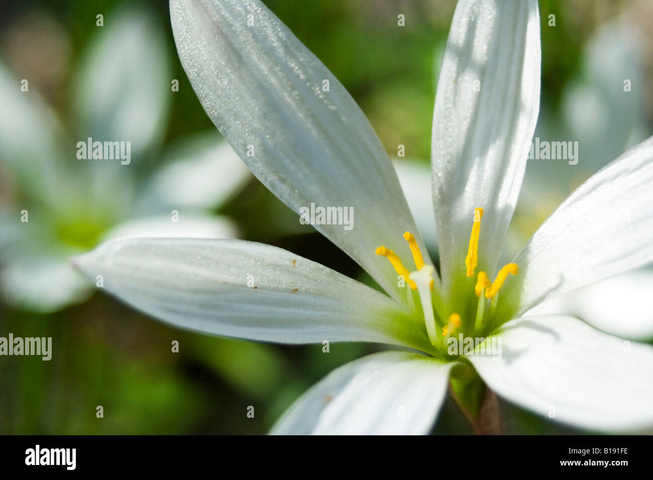zephyranthes candida Stock Photo