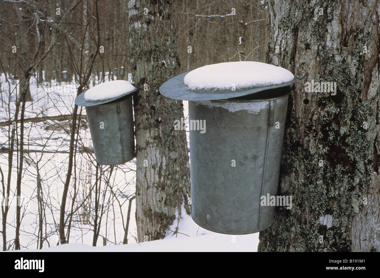 Maple Syrup buckets Willard's, Canada Stock Photo Alamy