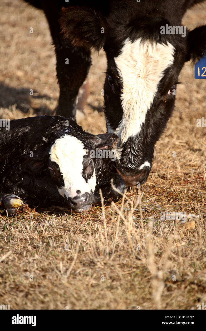 New born calf being licked clean by mother Stock Photo