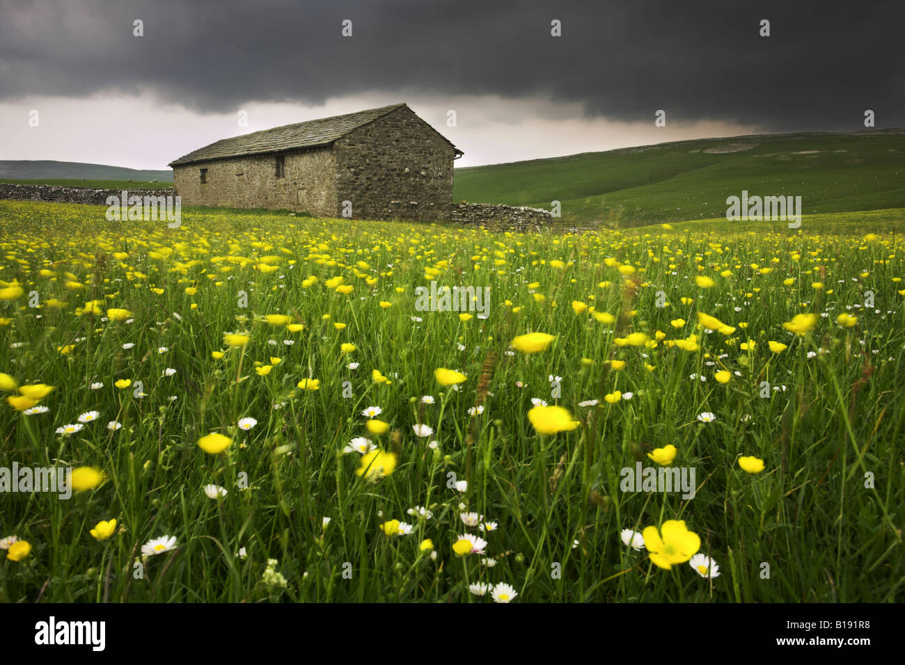 Stone field barn and wild flowers at Littondale in The Yorkshire Dales