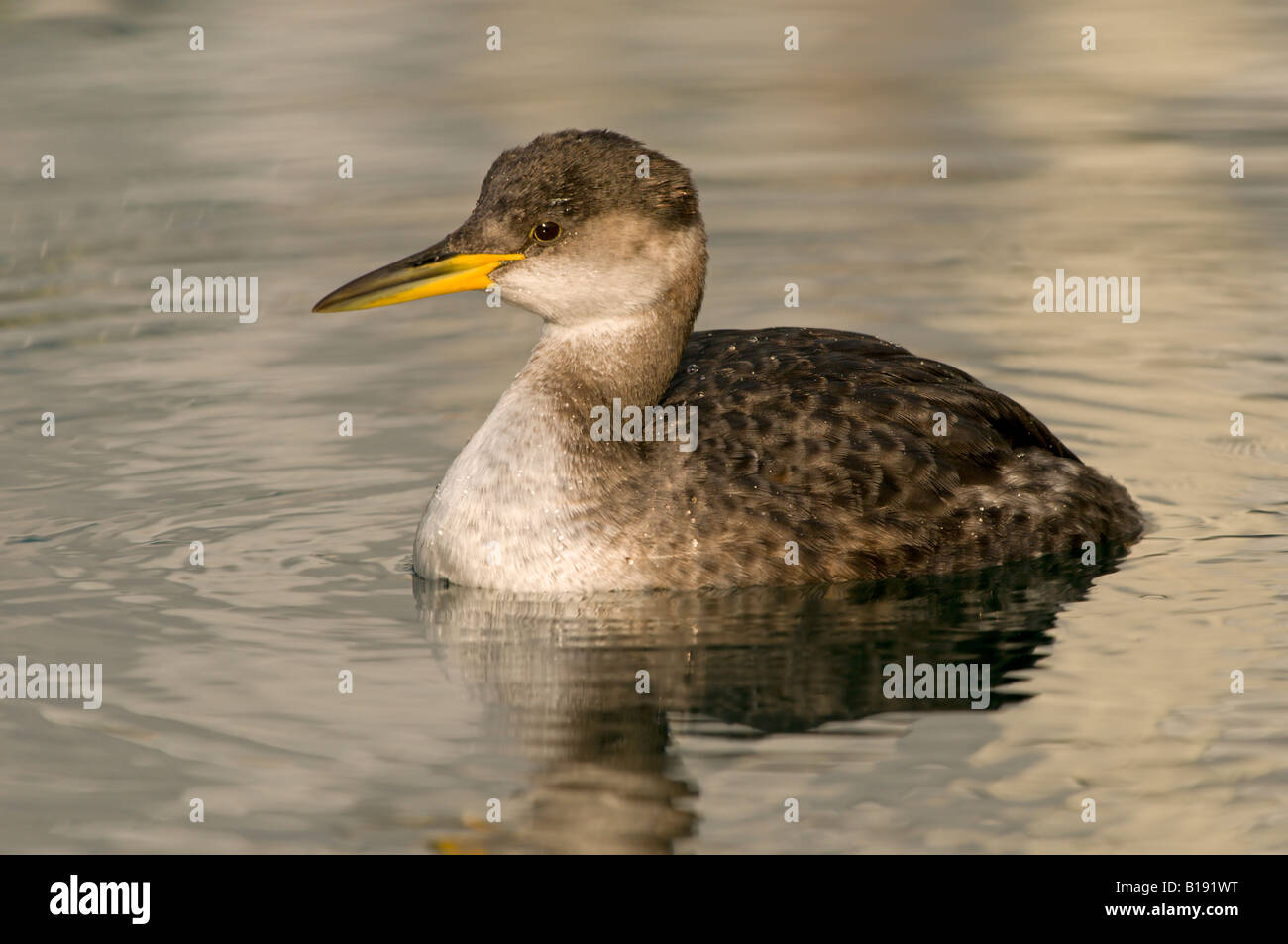 Red-necked Grebe in winter plumage off Oak Bay, British Columbia, Canada. Stock Photo