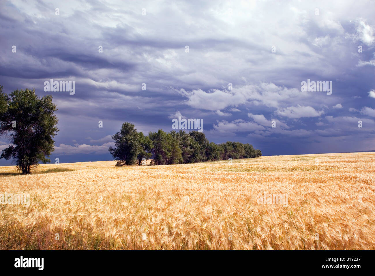 Storm moving in near medicine Hat, Alberta, Canada Stock Photo Alamy