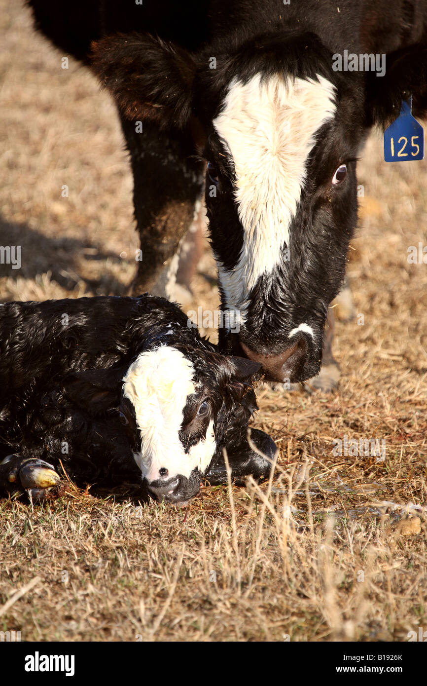 New born calf being licked clean by mother Stock Photo
