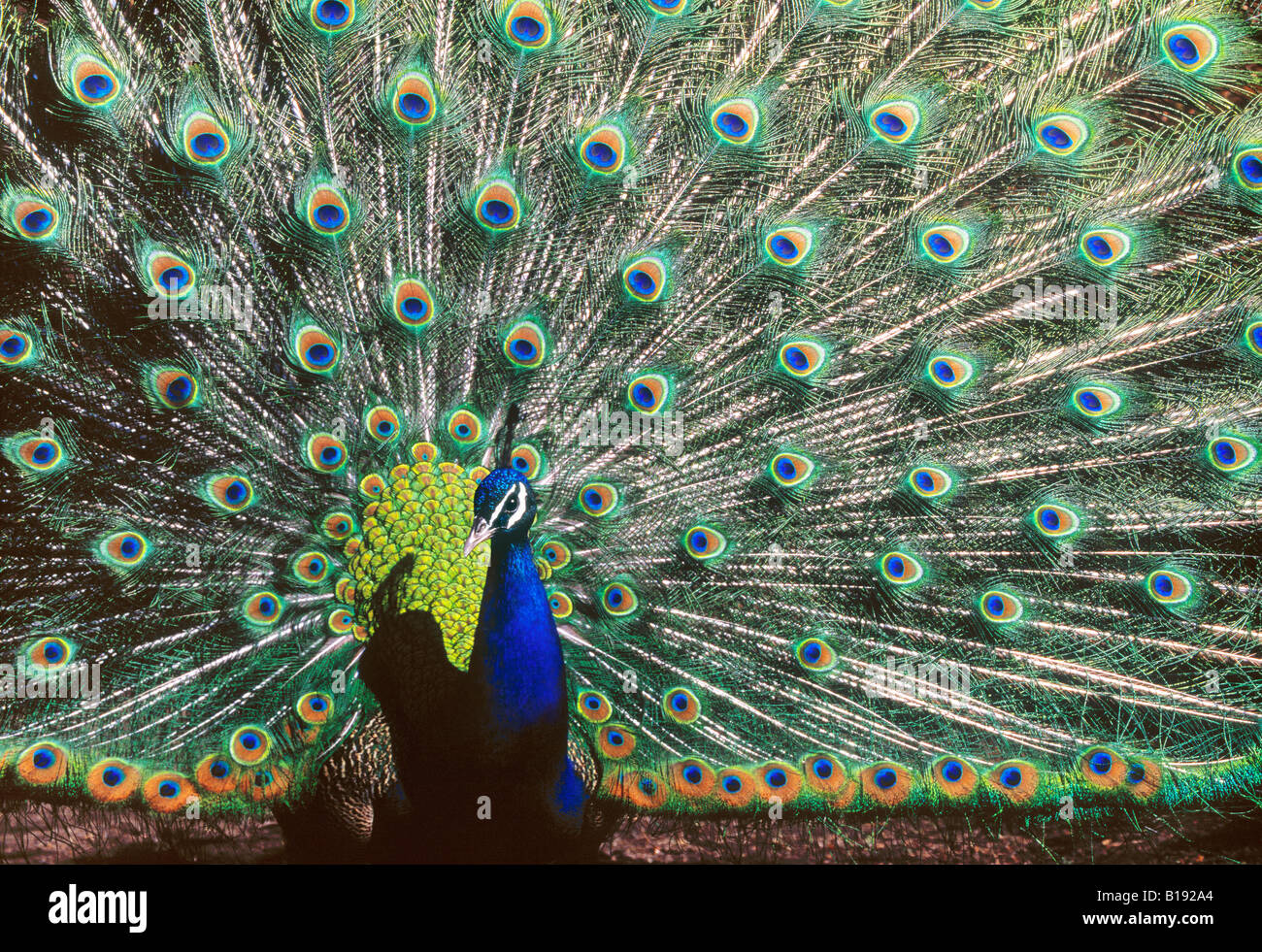 Male peacock displaying at calgary zoo hires stock photography and images Alamy