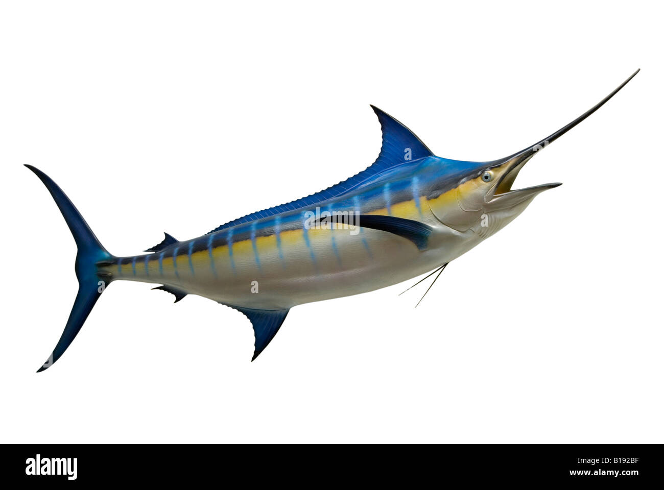 Mounted Blue Marlin (Makaira nigricans) drop-out Stock Photo