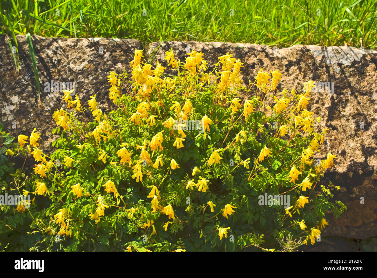 Yellow wildflower corydalis lutea colonizing a stone wall in the West Country UK Stock Photo