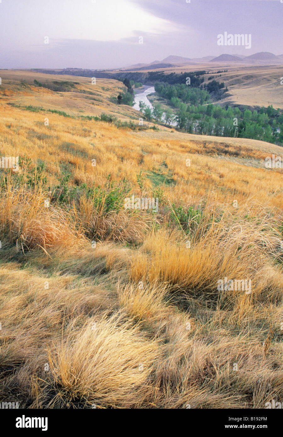 Old man river hires stock photography and images Alamy