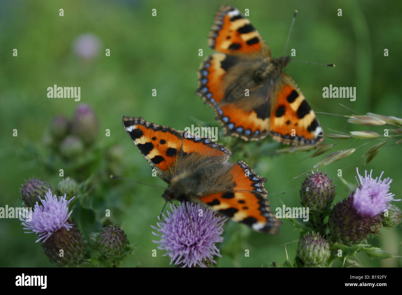 pair of red admiral butterflies Stock Photo Alamy