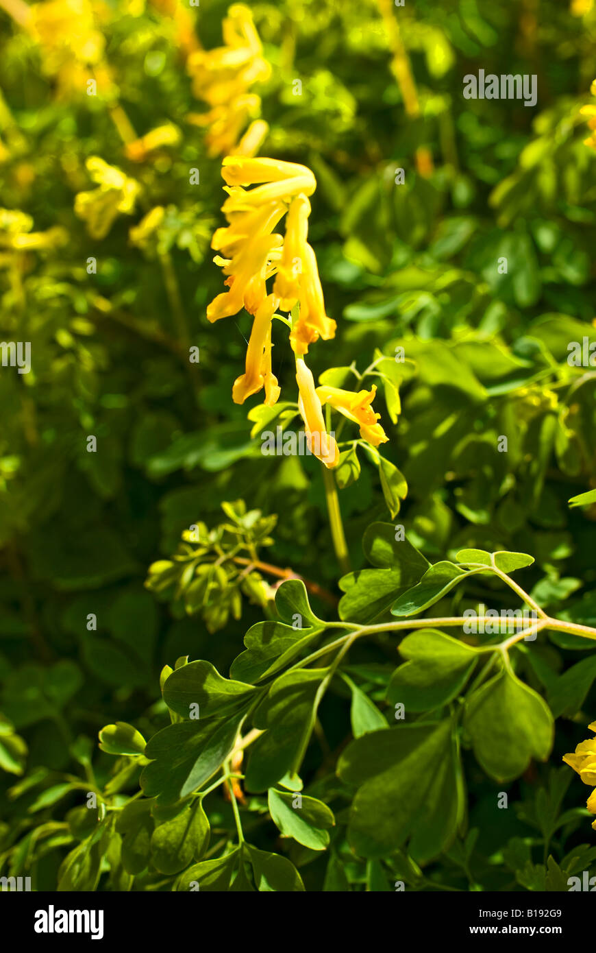 Yellow wildflower corydalis lutea Stock Photo