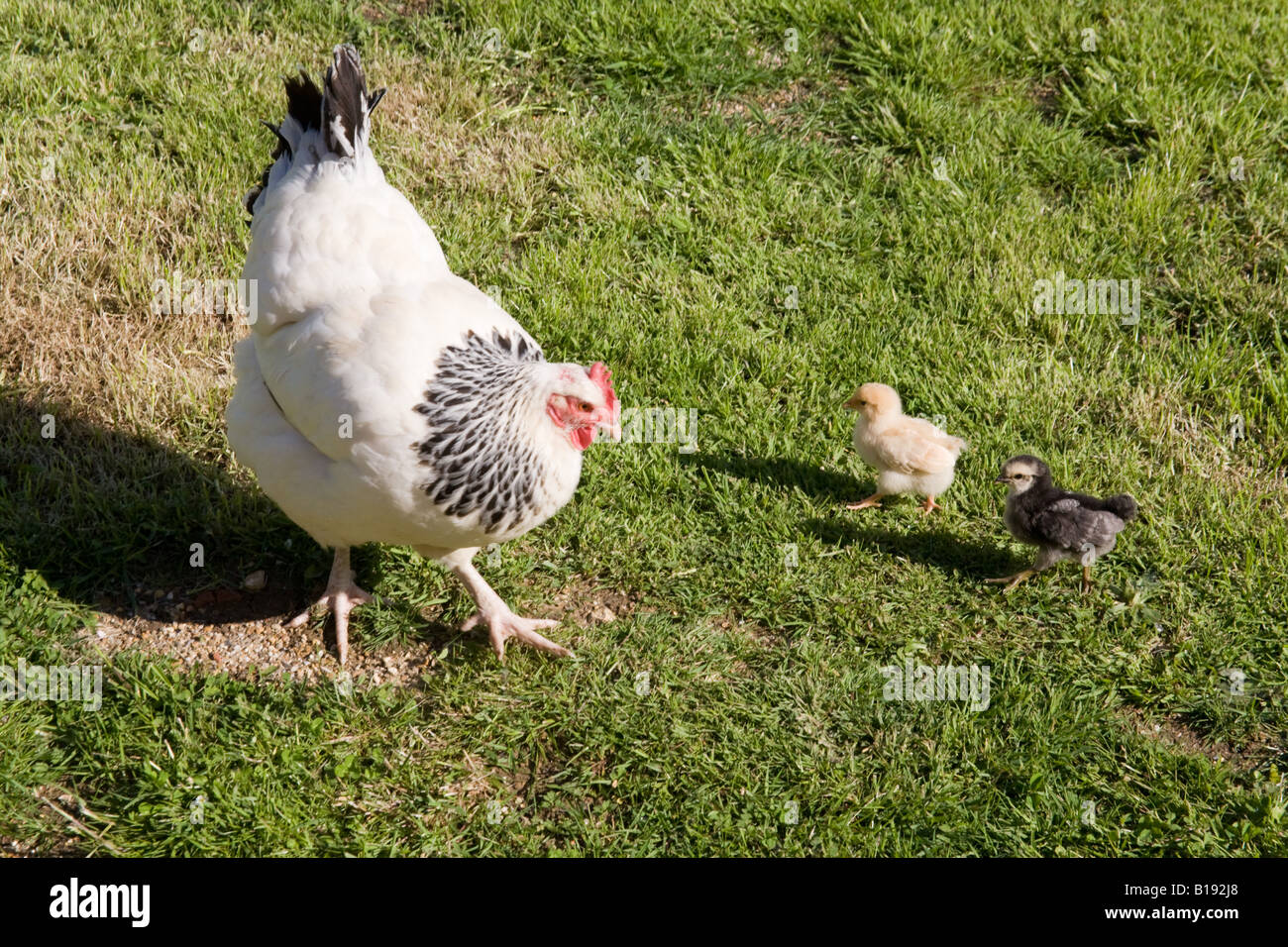 Baby chickens chicks and mother hen, Hampshire England Stock Photo