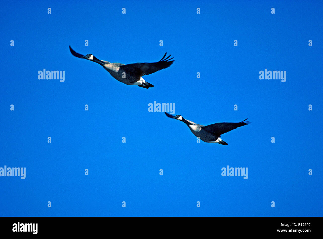 Canada geese (Branta canadensis), Saskatchewan, Canada. Stock Photo
